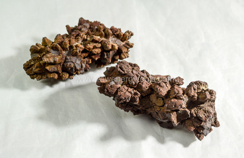 Prehistoric Poop: Why Scientists Are Fascinated by Fossilized Dung
