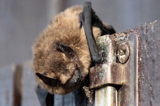 Baby Bat Spirit Animal: Learning to Trust Your Wings