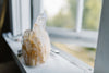 Cleansing vs. Charging Crystals: What’s the Difference?