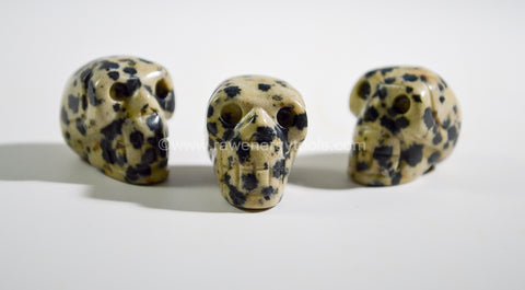 Dalmatian Stone Skull