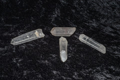 Lemurian Seed