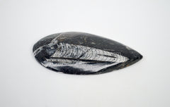 Orthoceras Egg